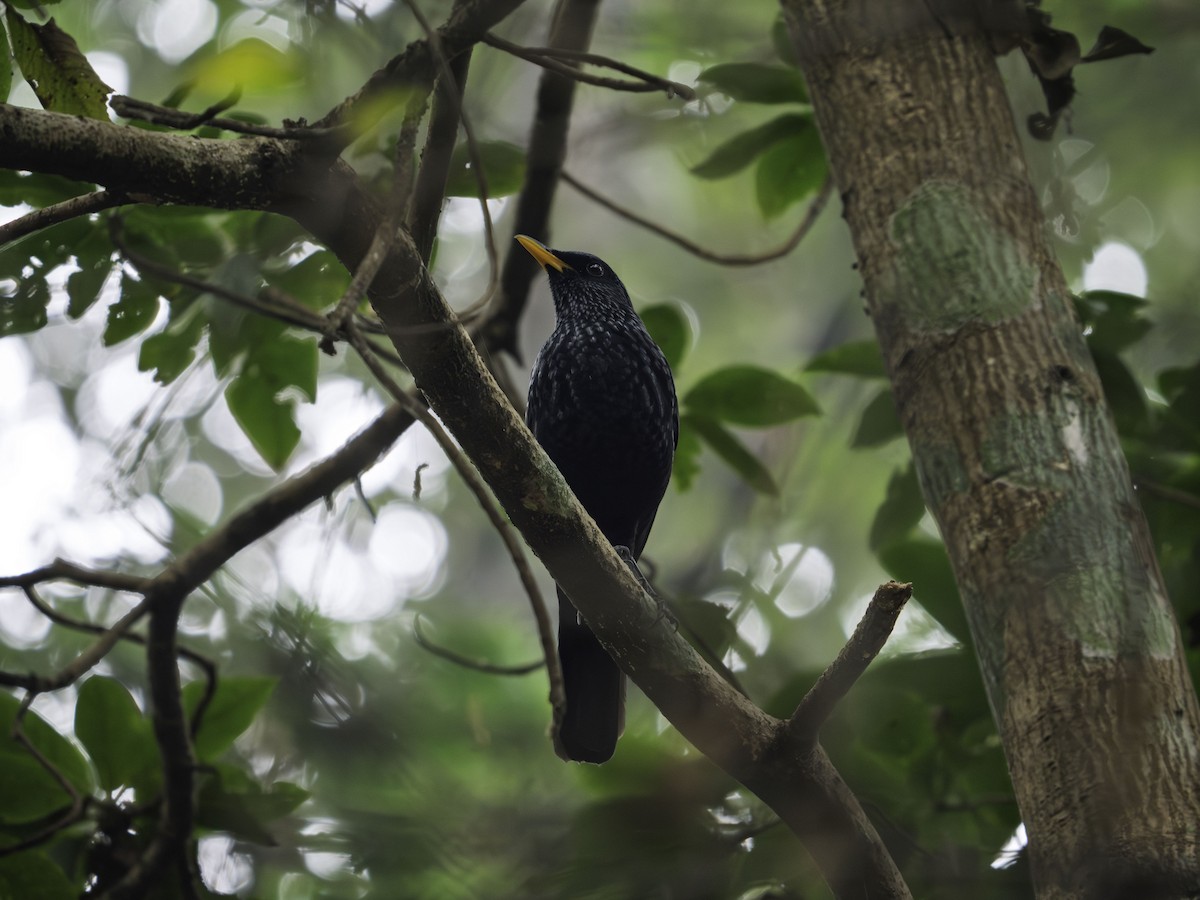 Нил исгэрээ хөөндэй - ML644270318