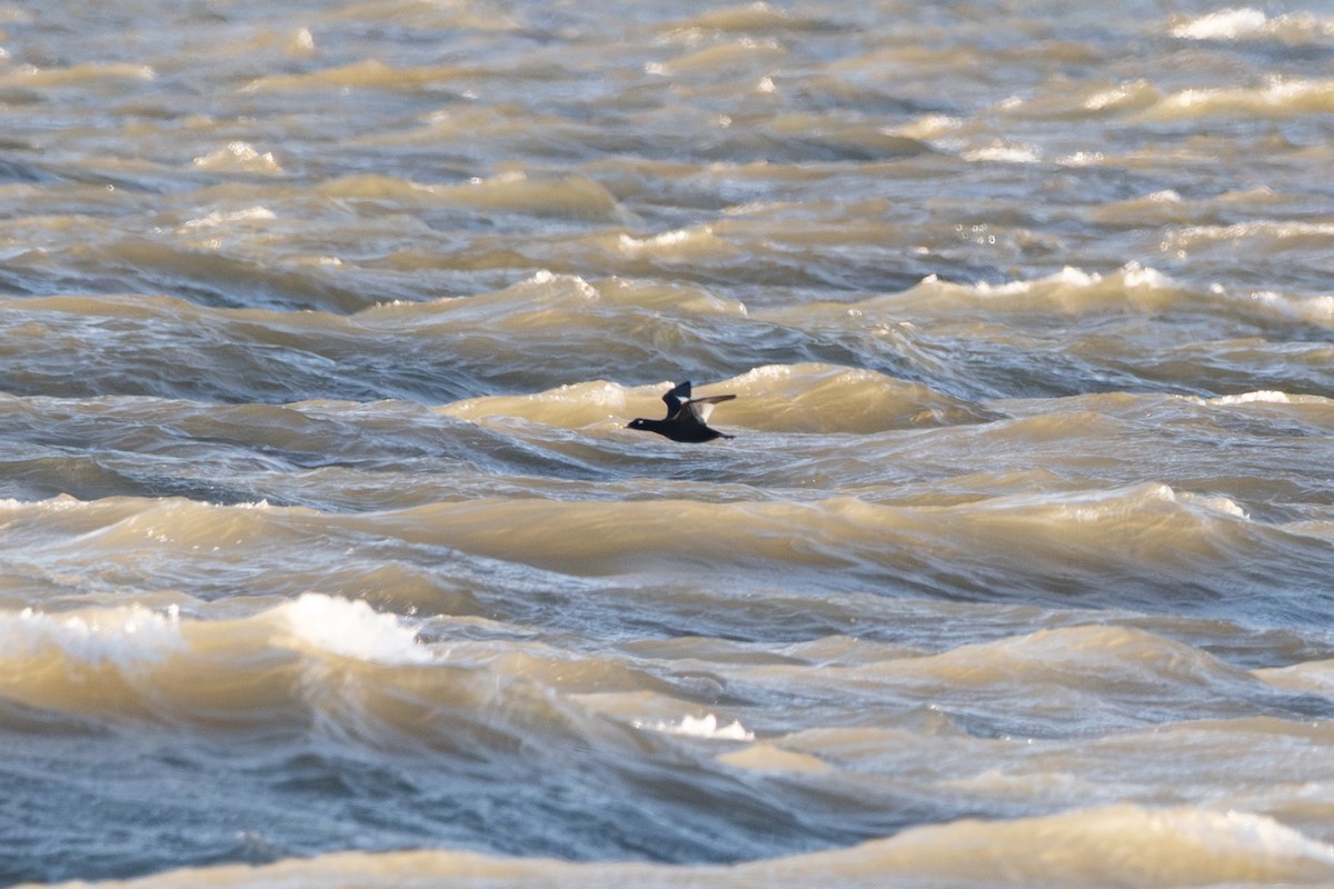 turpan kanadský - ML644270320