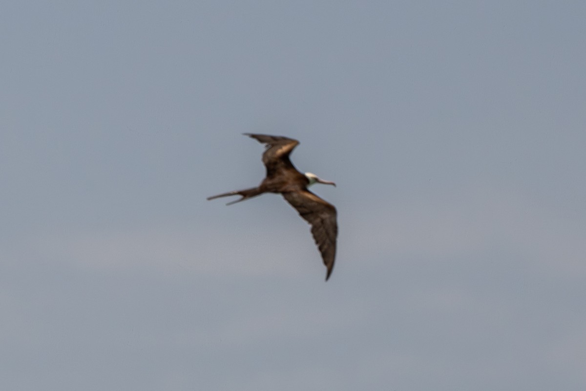 Great Frigatebird - ML644270321