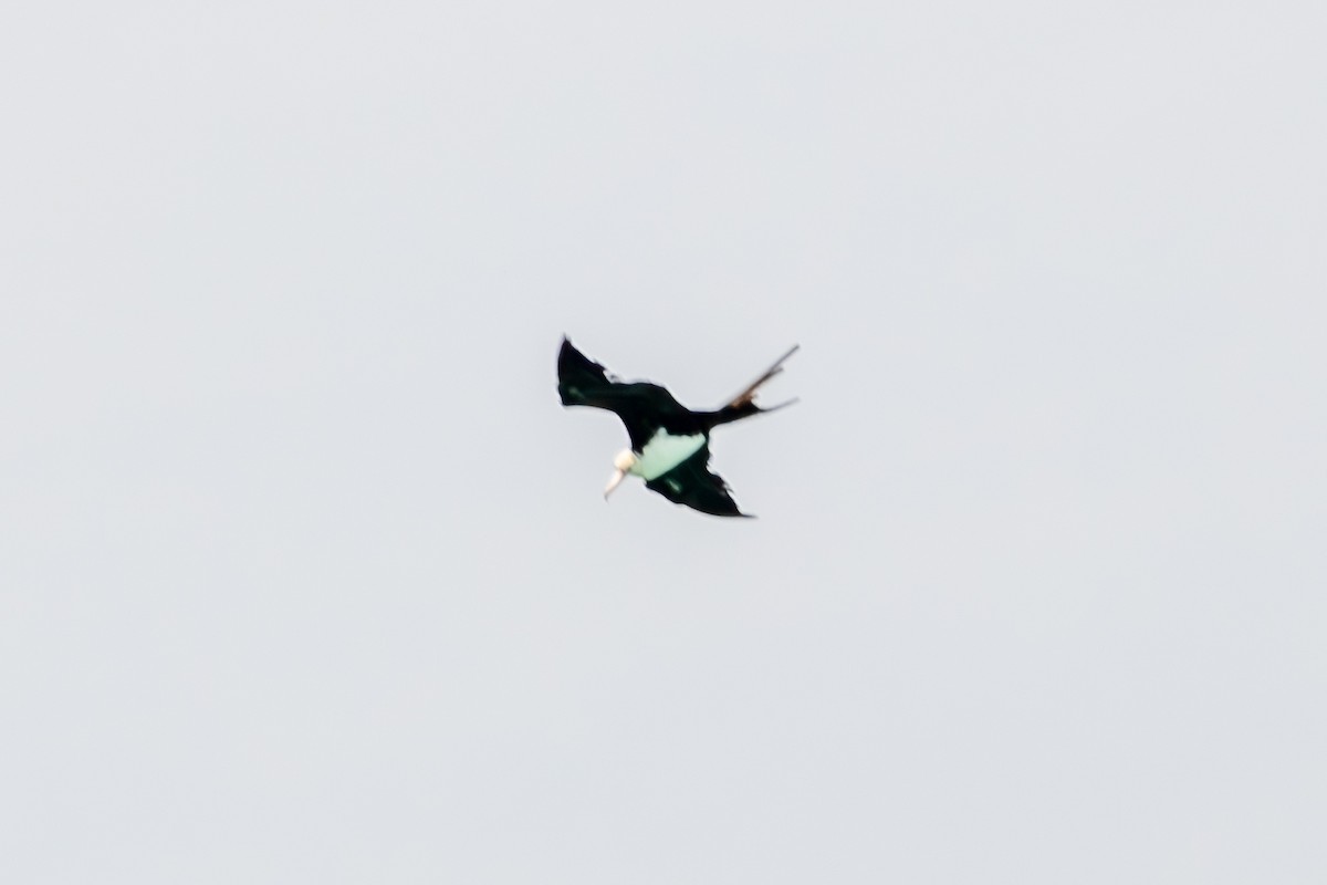 Great Frigatebird - ML644270322