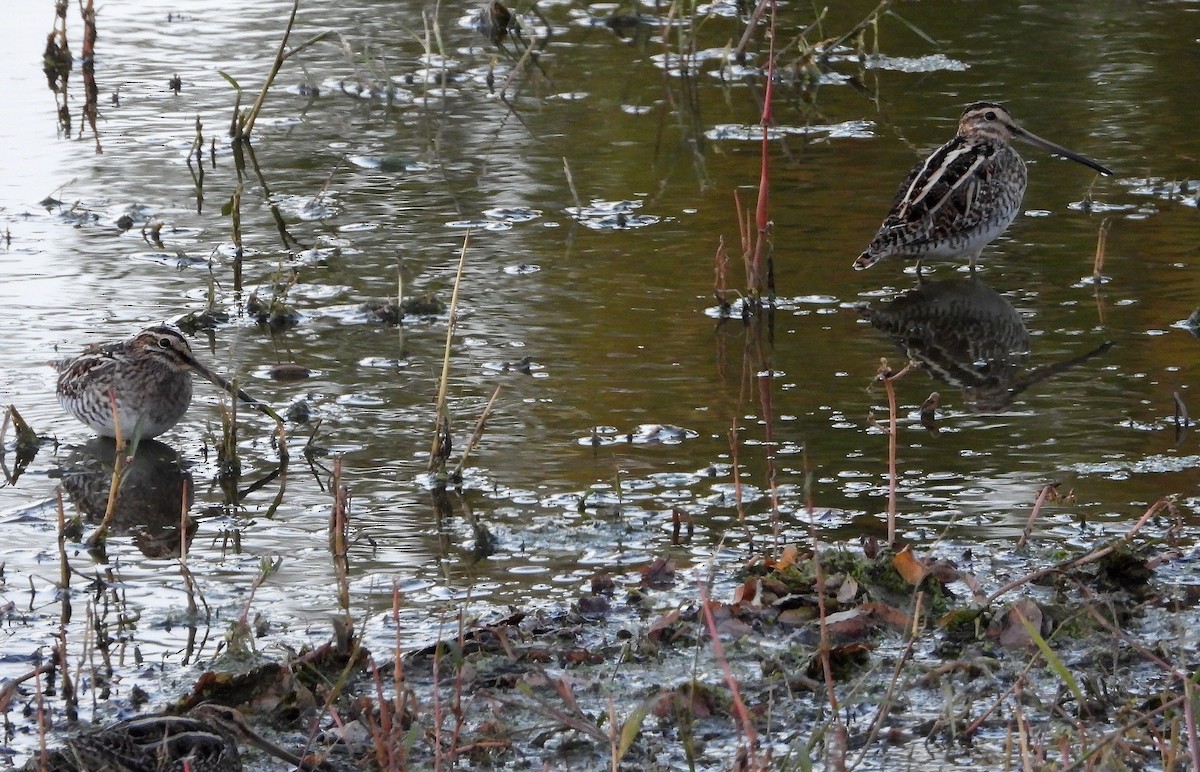 Common Snipe - ML644270324
