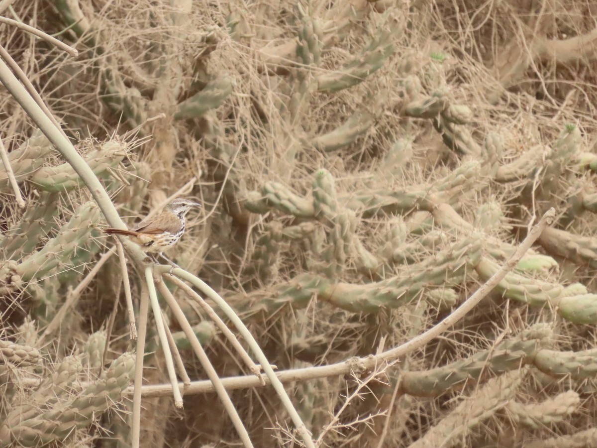 flekkpalmeskvett - ML644270327