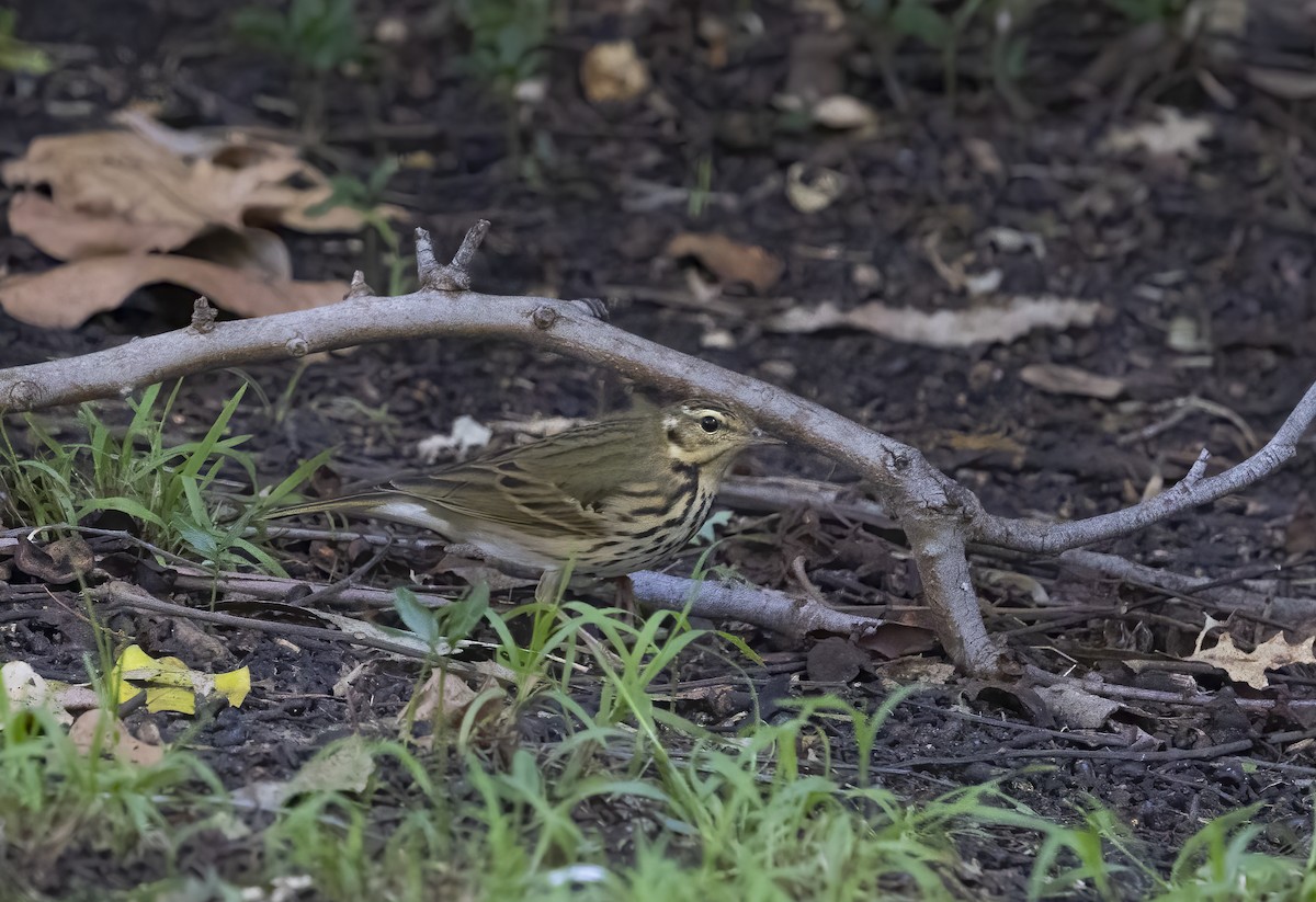 Waldpieper - ML644270343