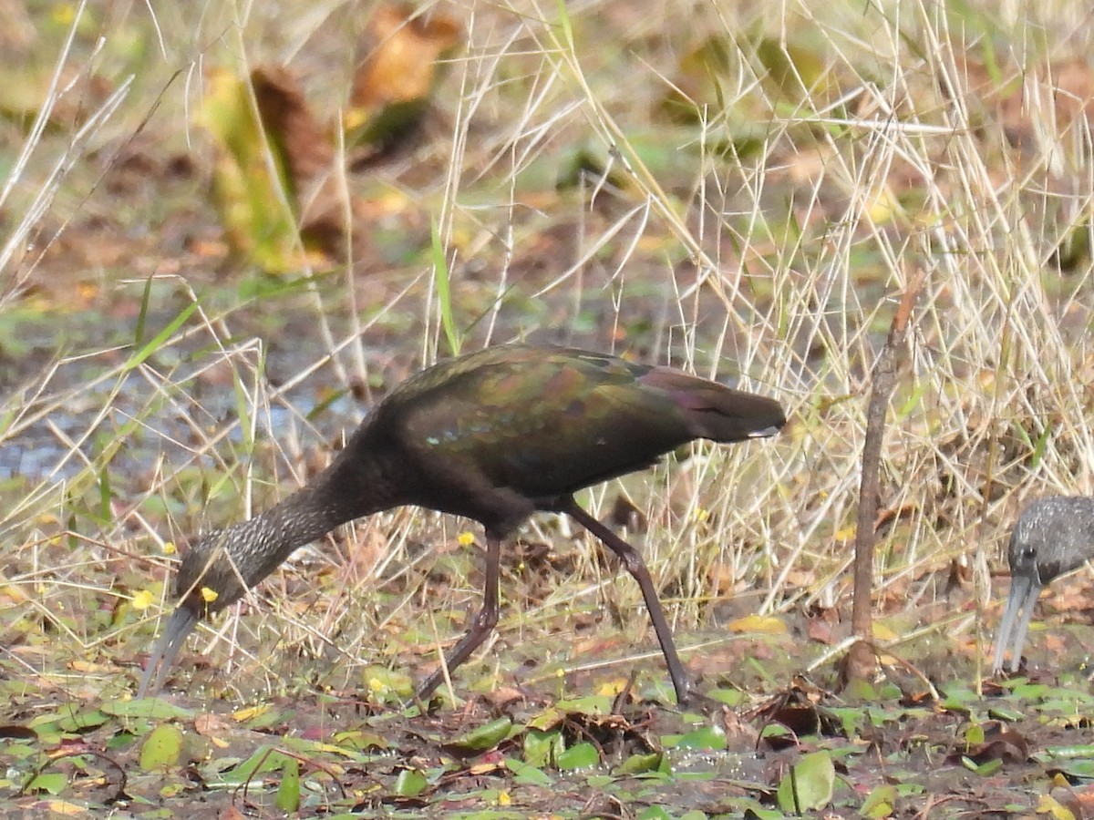 White-faced Ibis - ML644270348