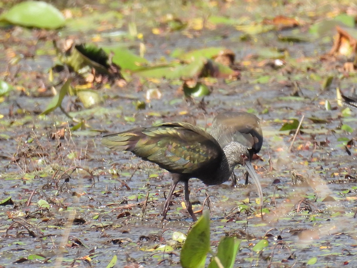 White-faced Ibis - ML644270349