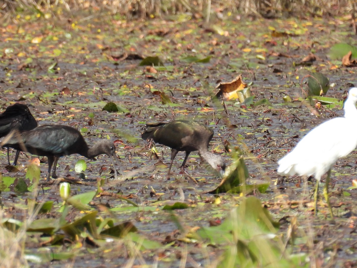 White-faced Ibis - ML644270350