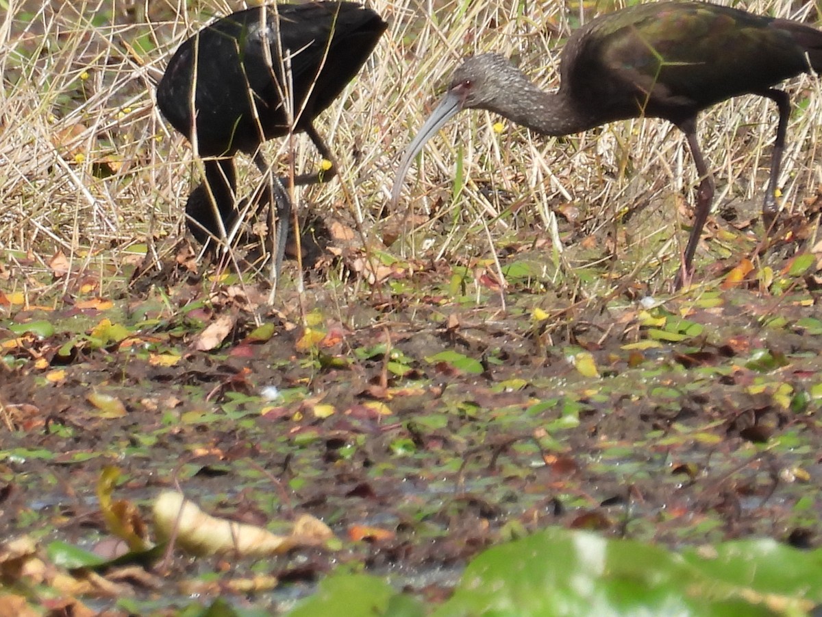 White-faced Ibis - ML644270352