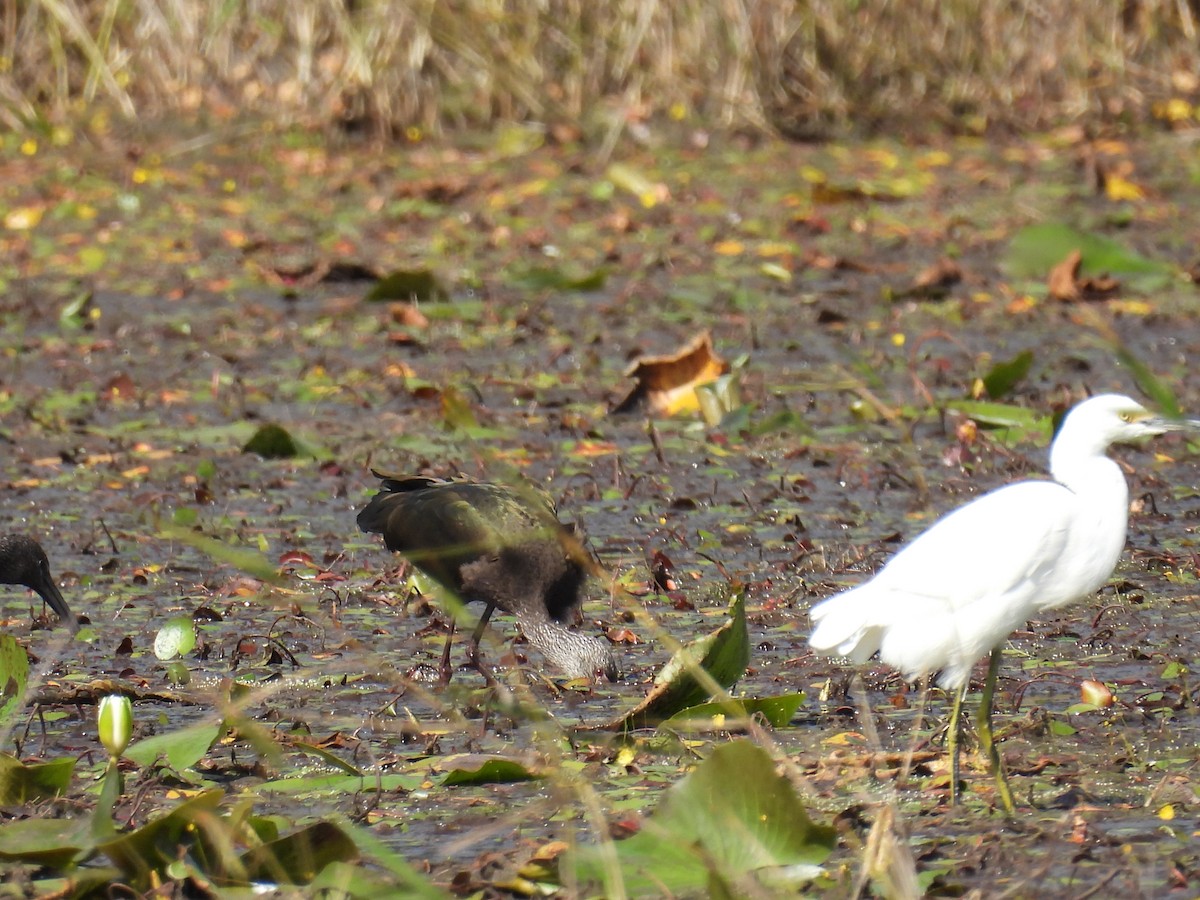 White-faced Ibis - ML644270353