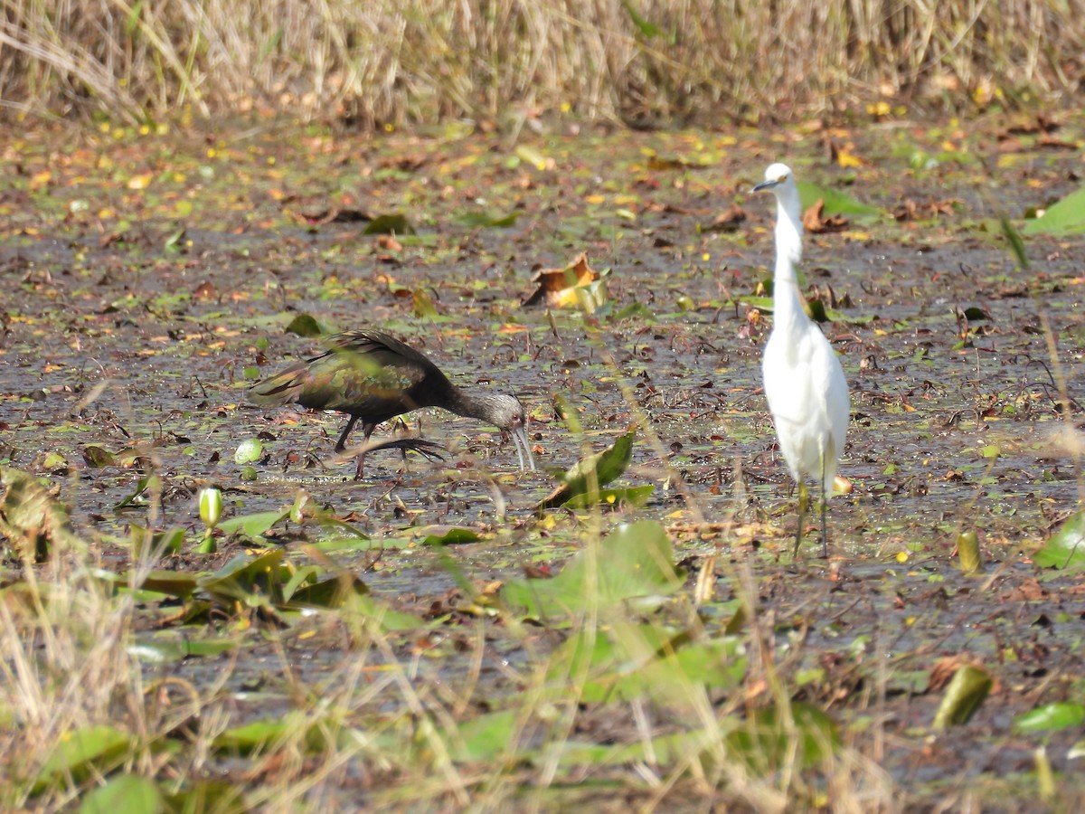 White-faced Ibis - ML644270354