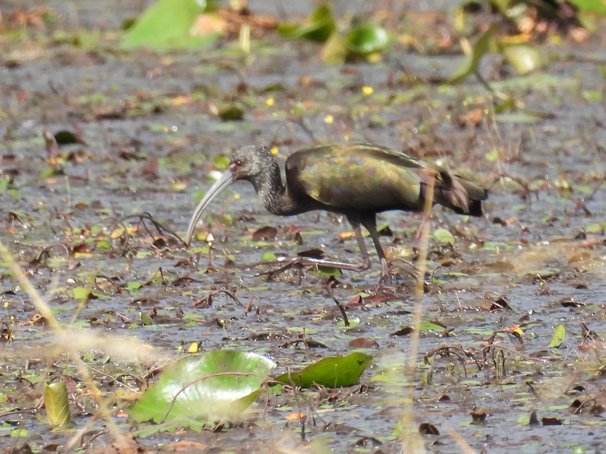 White-faced Ibis - ML644270355