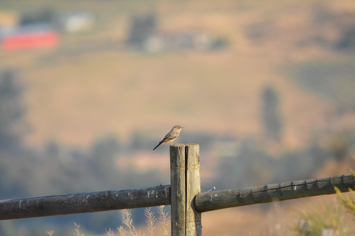 Zimtbauch-Phoebetyrann - ML644270361