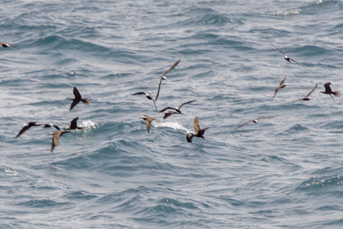 Lesser Noddy - ML644270365