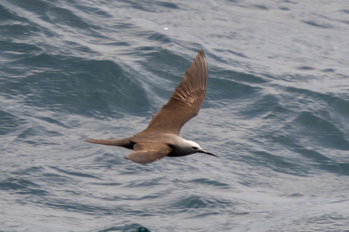 Lesser Noddy - ML644270366