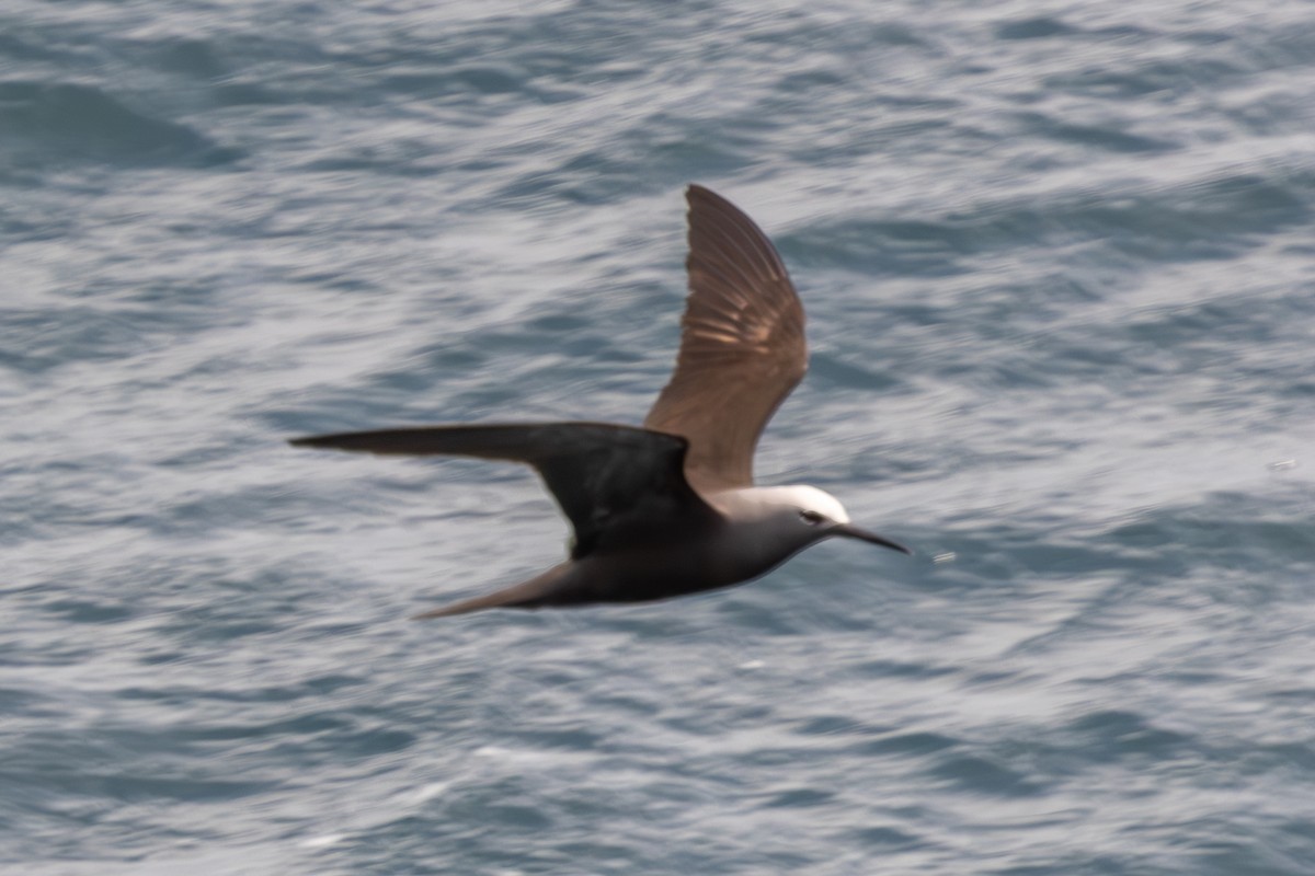 Lesser Noddy - ML644270367