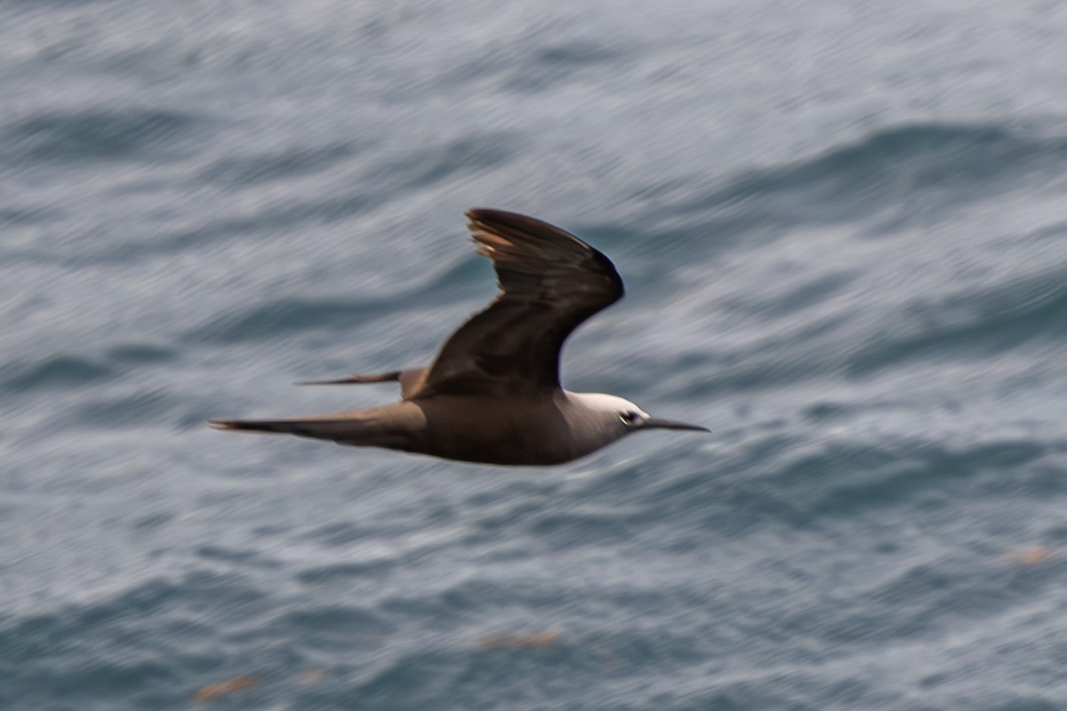 Lesser Noddy - ML644270368