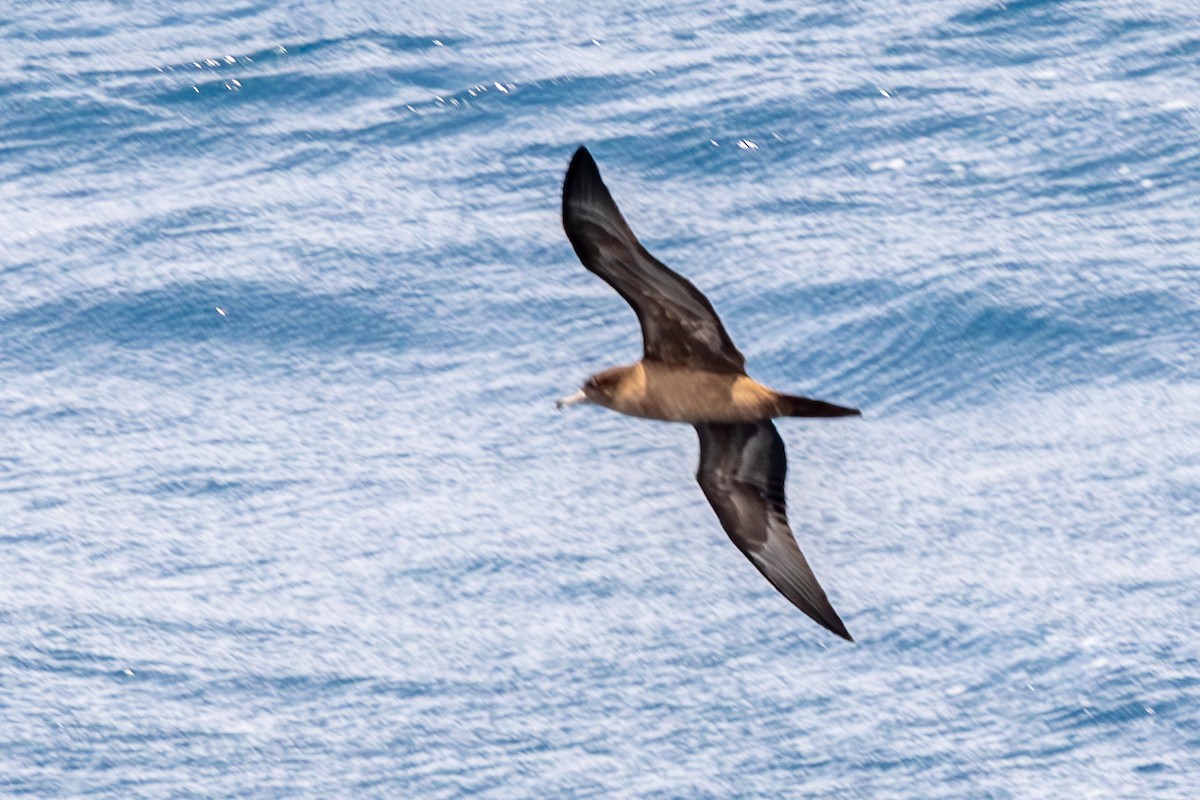 Wedge-tailed Shearwater - ML644270371