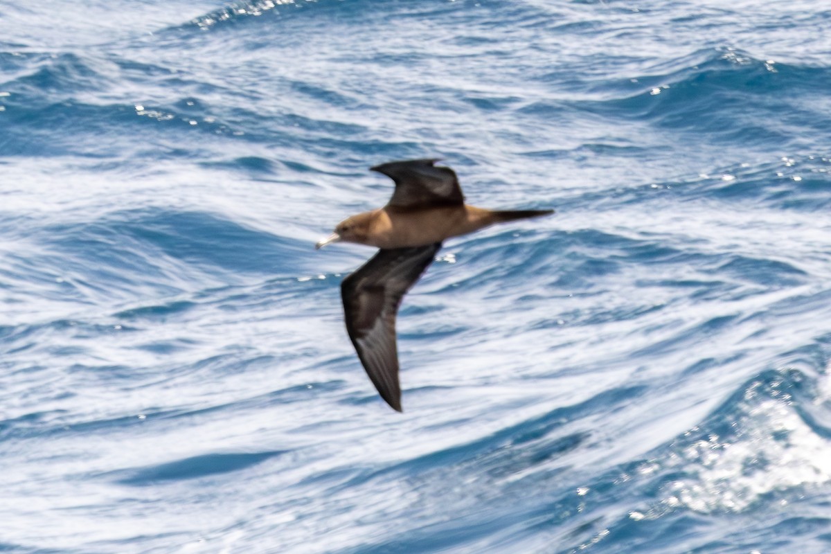 Wedge-tailed Shearwater - ML644270374
