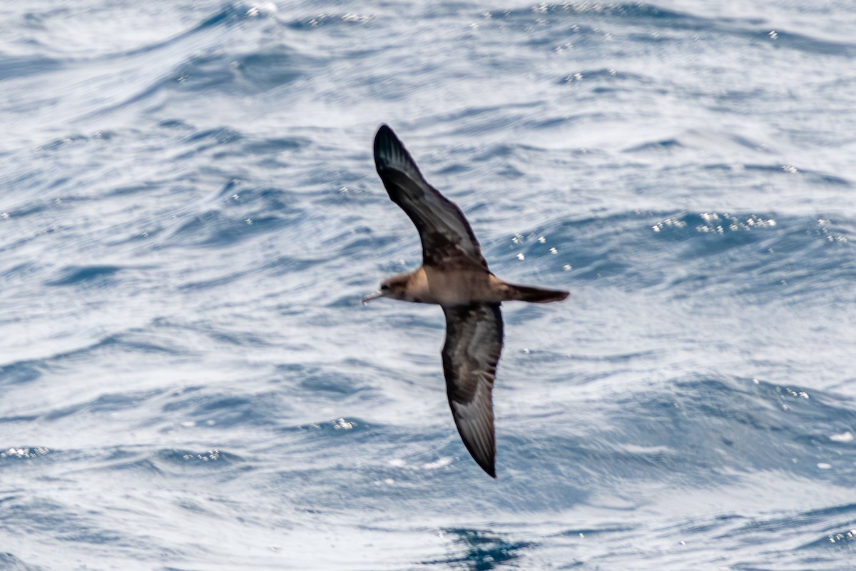 Wedge-tailed Shearwater - ML644270376