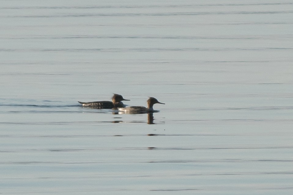 Red-breasted Merganser - ML644270378