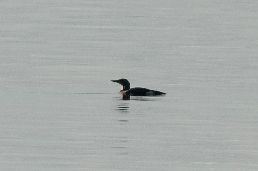 Arctic Loon - ML644270380