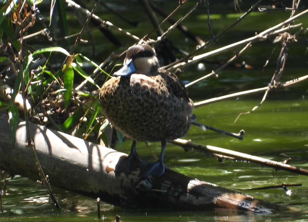 Blue-billed Teal - ML644270381