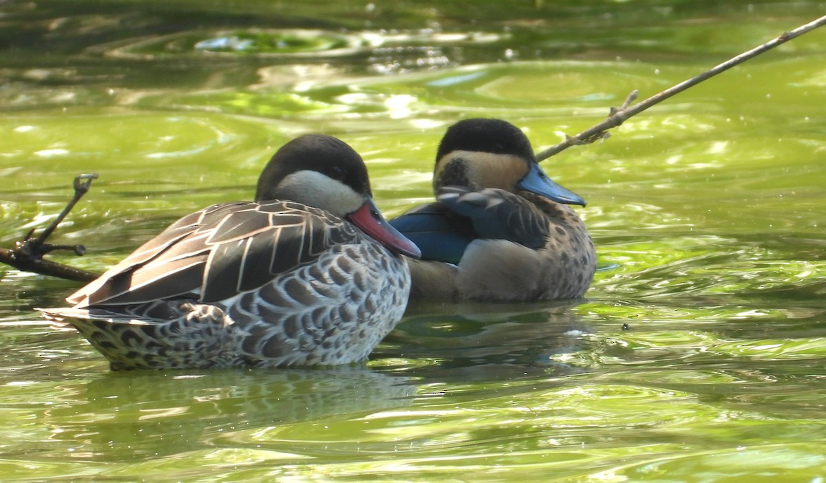 Blue-billed Teal - ML644270382