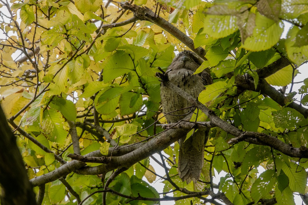 Tawny Frogmouth - ML644270394