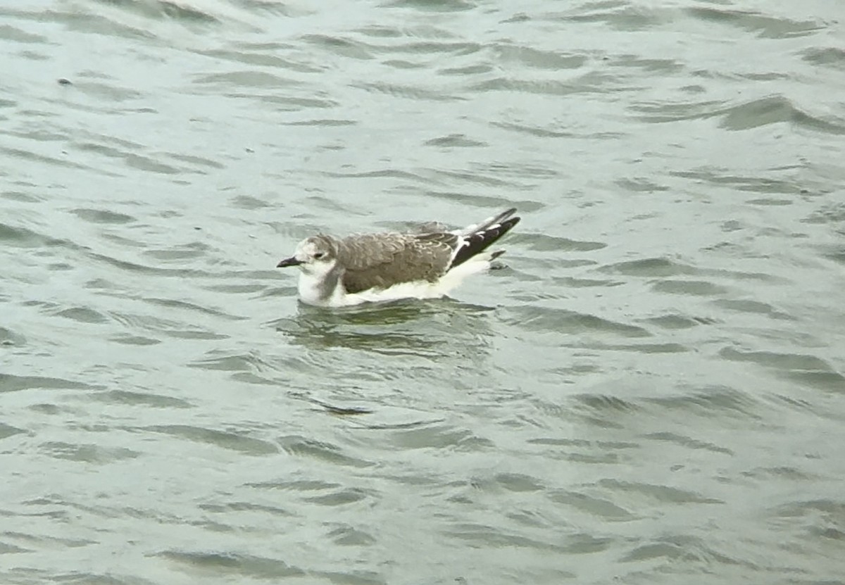 Sabine's Gull - ML644270395