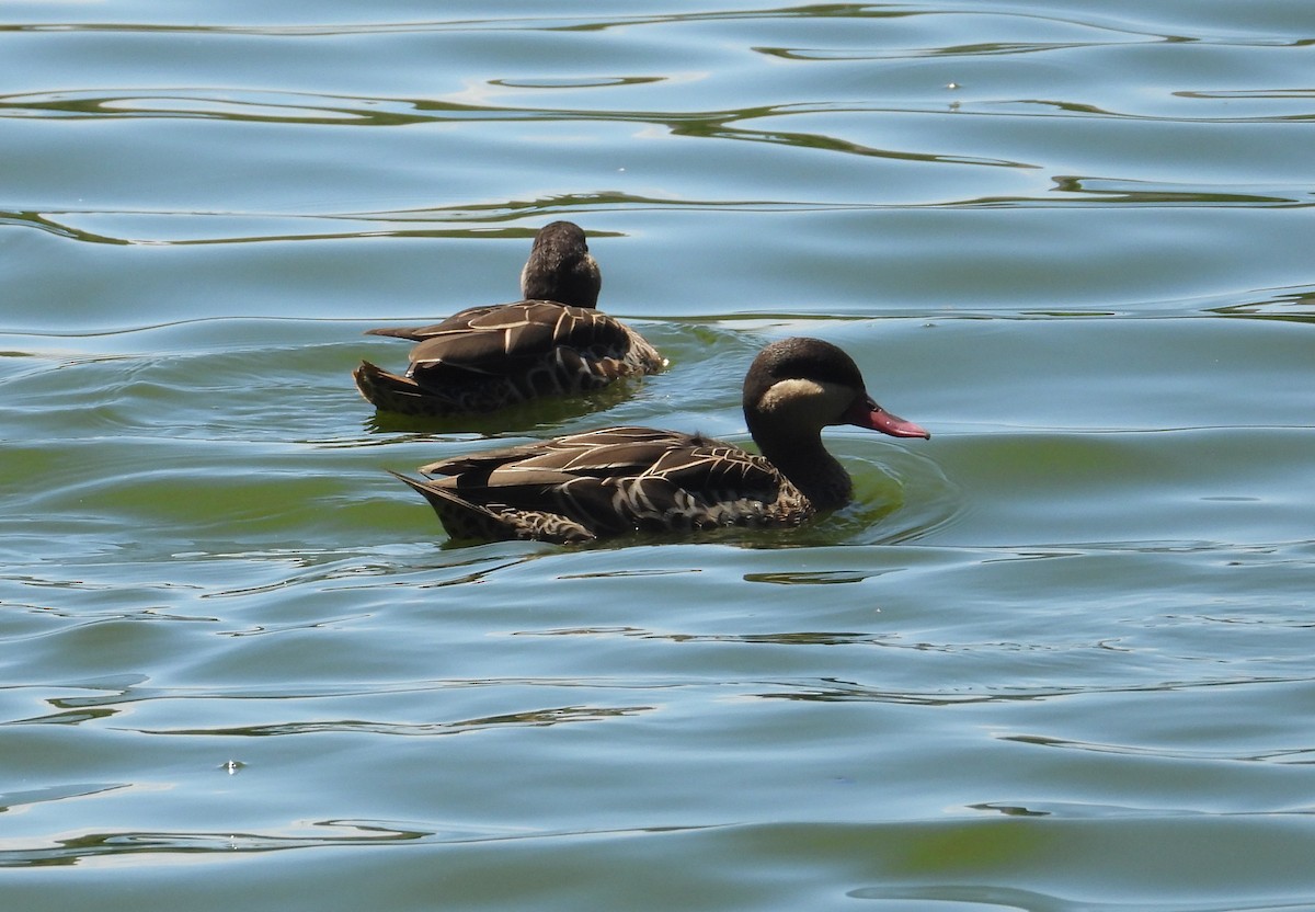 Red-billed Duck - ML644270397