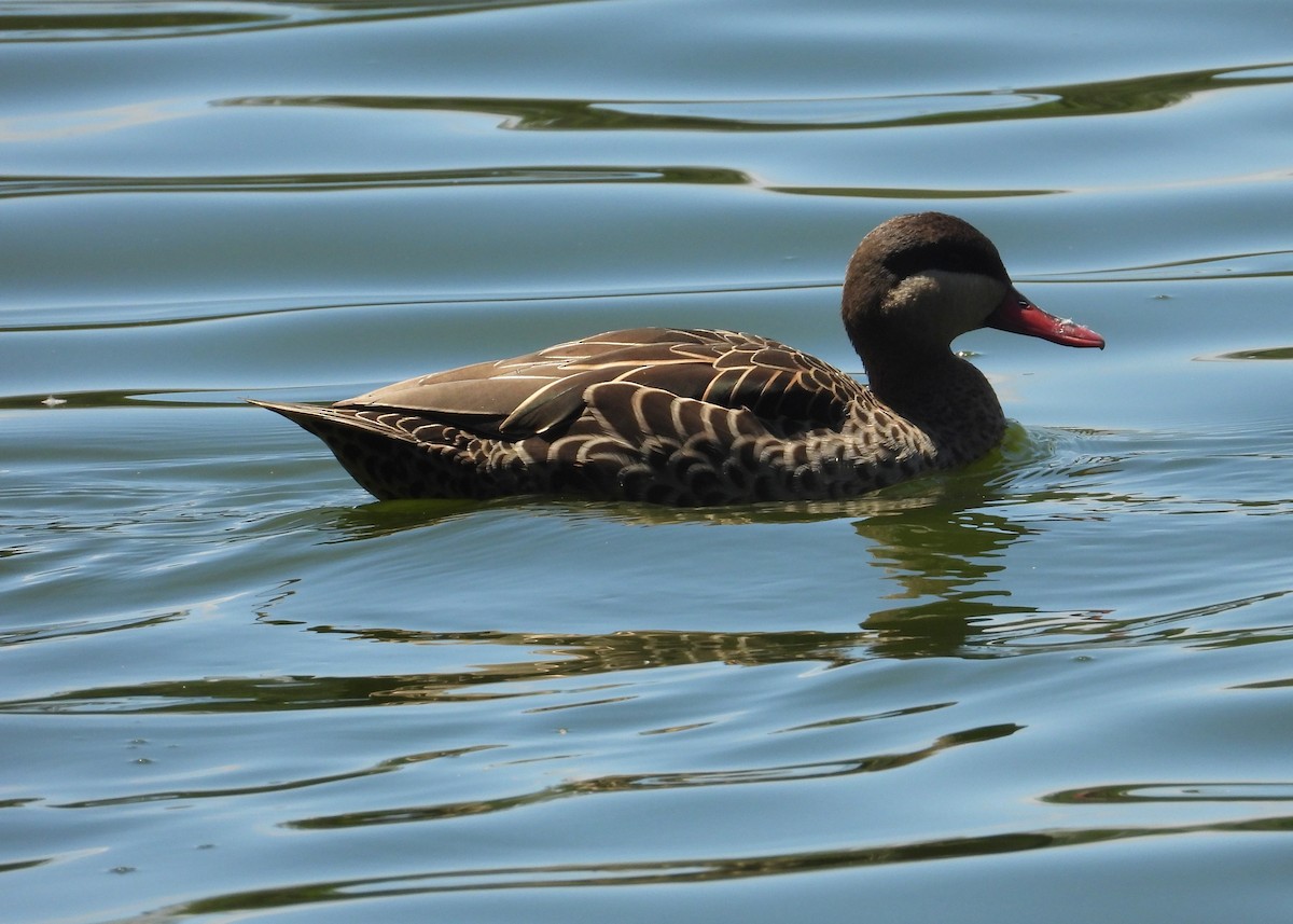 Red-billed Duck - ML644270398