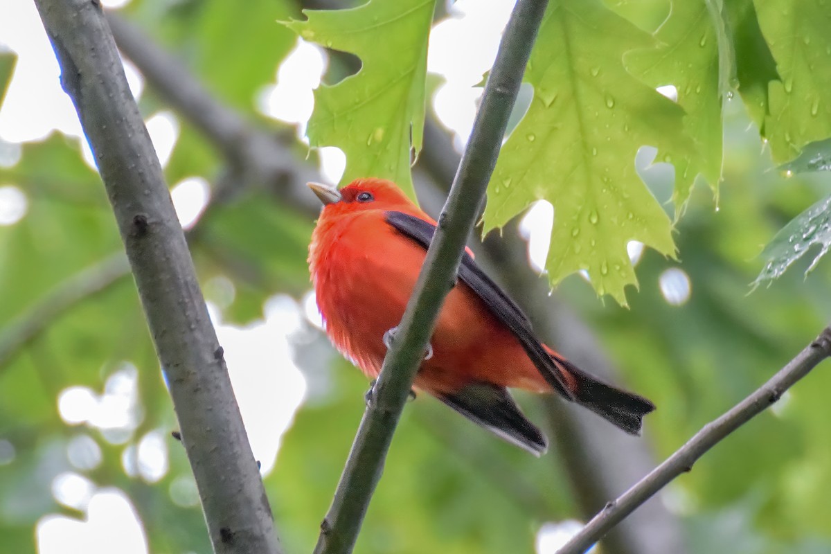 Scarlet Tanager - ML644270402