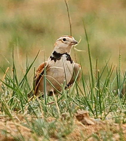 mongollerke - ML644270405