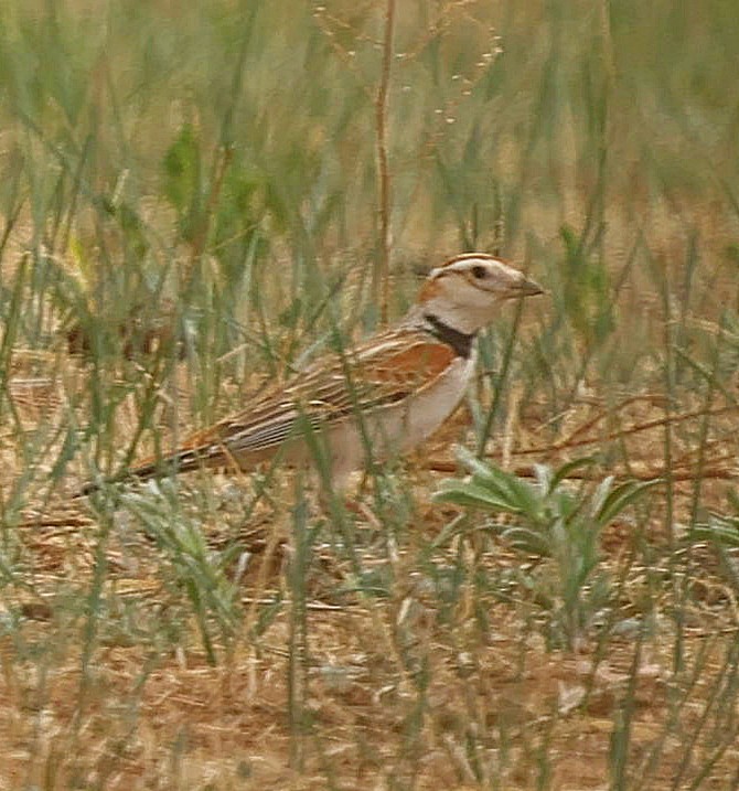 mongollerke - ML644270406