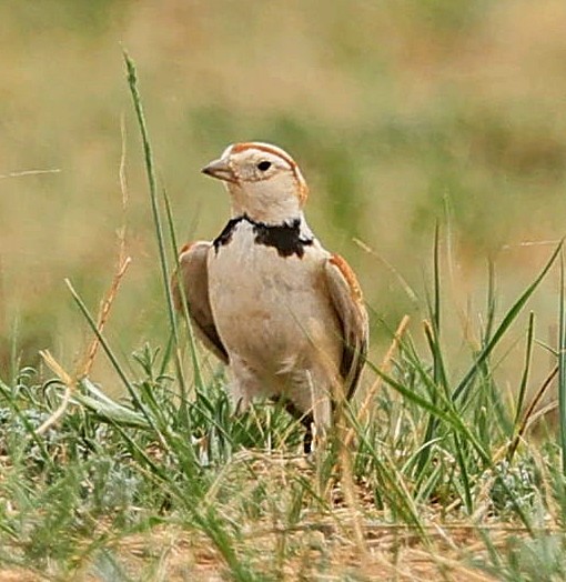 mongollerke - ML644270407