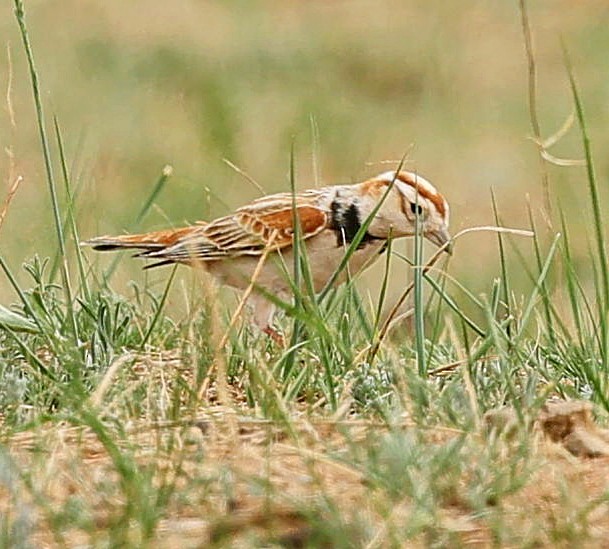 mongollerke - ML644270408