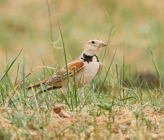 mongollerke - ML644270409