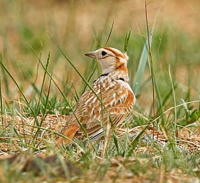 mongollerke - ML644270410