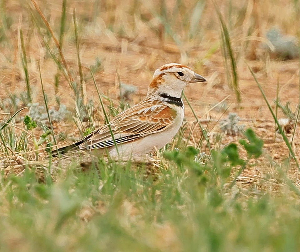 mongollerke - ML644270411