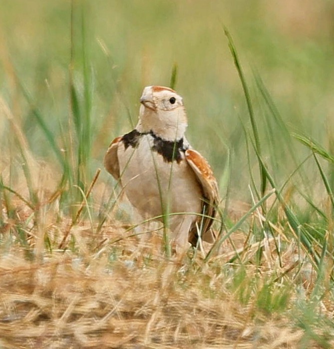 mongollerke - ML644270412