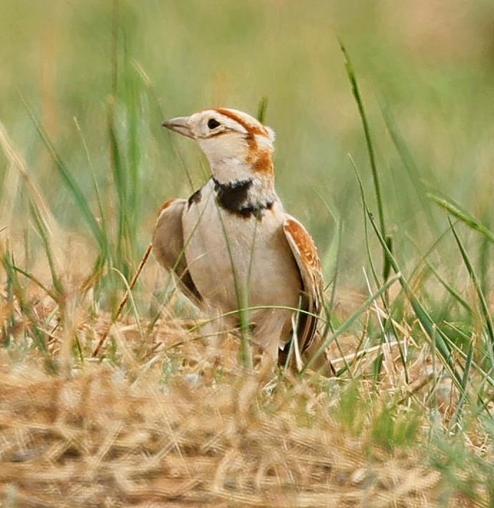 mongollerke - ML644270413