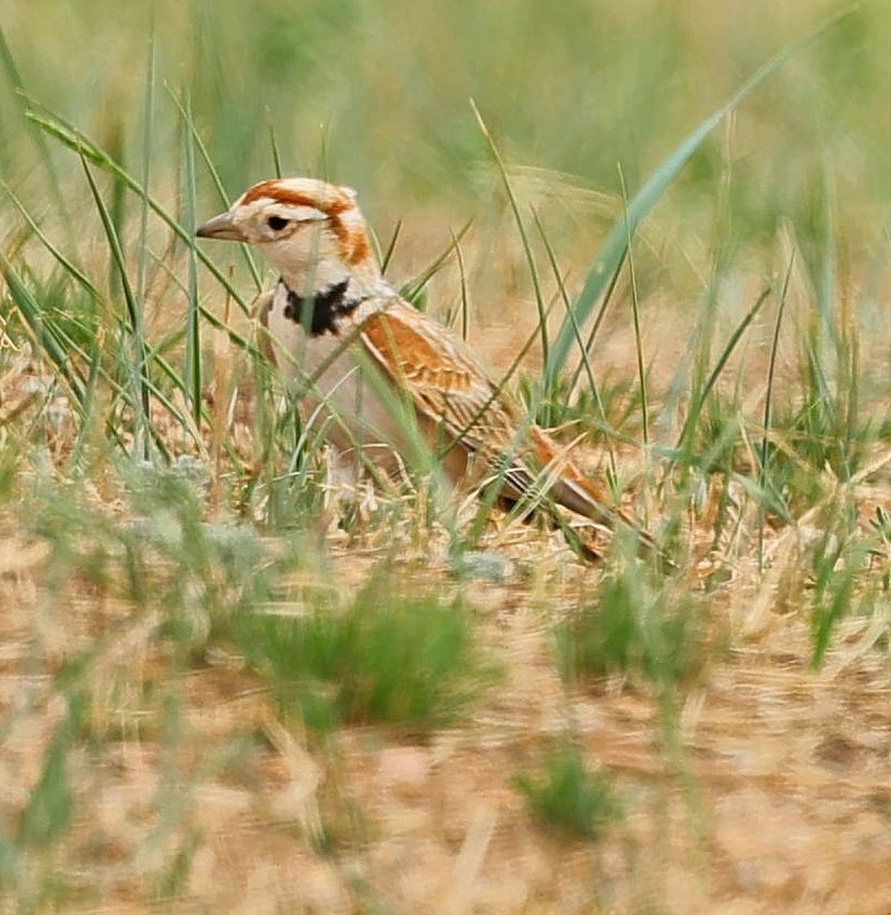 mongollerke - ML644270415