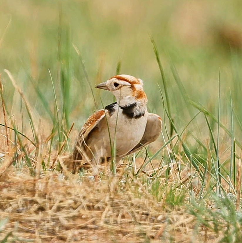 mongollerke - ML644270416