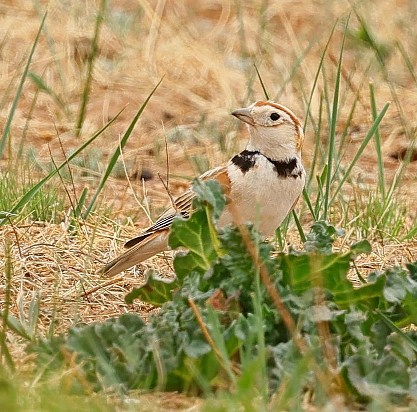 mongollerke - ML644270417