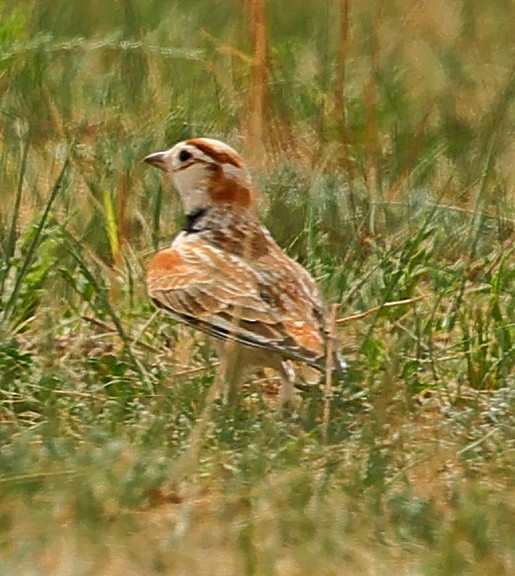 mongollerke - ML644270418