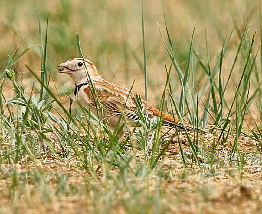 mongollerke - ML644270419