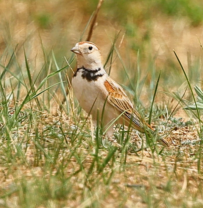 mongollerke - ML644270420