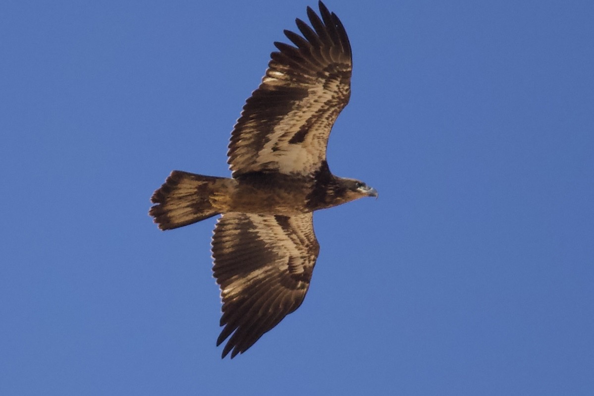 Bald Eagle - ML644270428