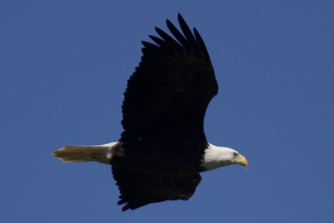 Bald Eagle - ML644270429