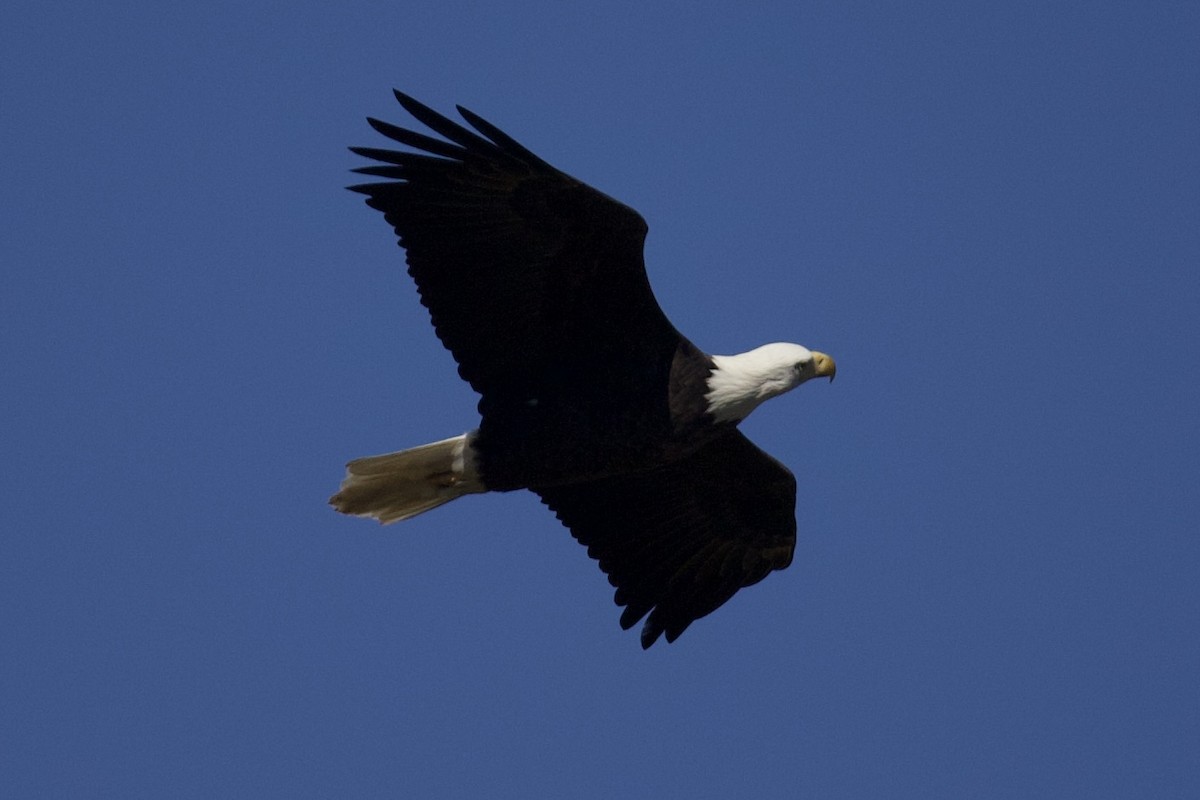 Bald Eagle - ML644270431