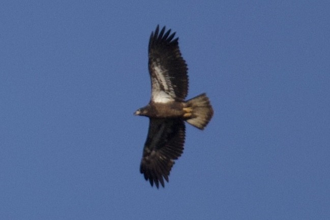 Bald Eagle - ML644270432